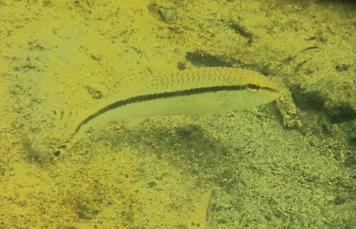 Australian goatfish (Upeneus australiae) — Mullidae — 2