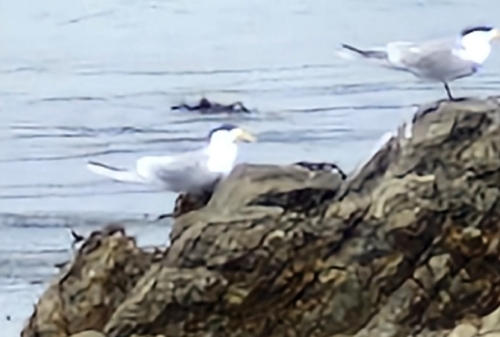 iNaturalist: (c) Gemma, some rights reserved (CC BY-NC), uploaded by Gemma iNaturalist image