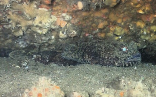 Eastern frogfish (Batrachomoeus dubius) — Batrachoididae — 5