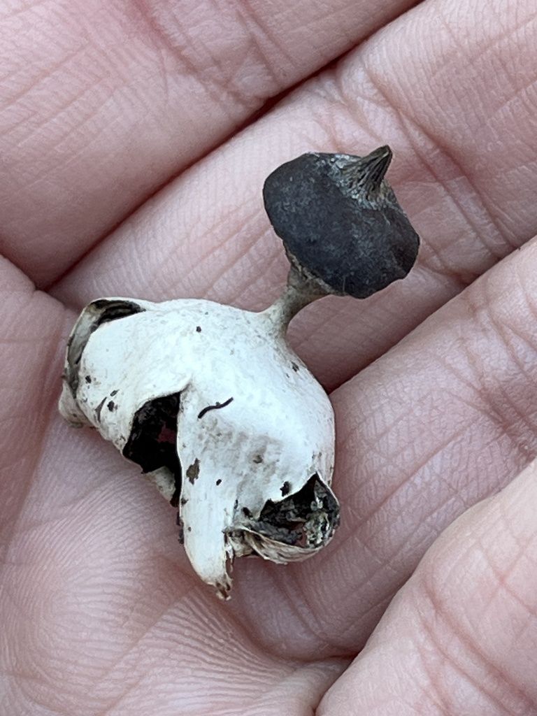 Geastrum pectinatum · January 2026 · photo: © pynklynx (iNaturalist, CC)