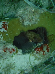 Epinephelus guttatus