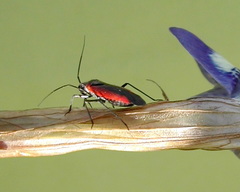 Dionconotus neglectus major