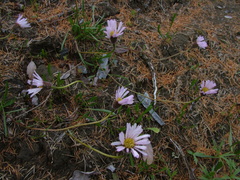 Erigeron silenifolius