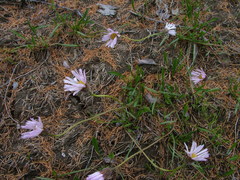 Erigeron silenifolius
