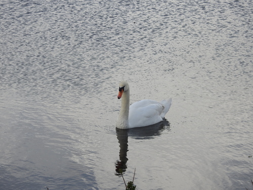 Cigno reale