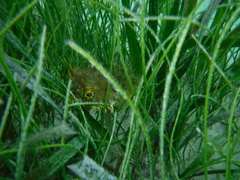 Chilomycterus antillarum