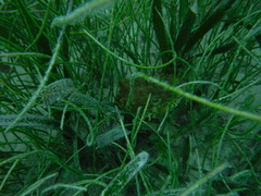 Chilomycterus antillarum