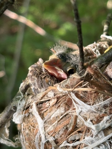 Brown-headed Cowbird photographed in Maine