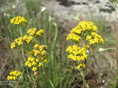 Achillea glaberrima