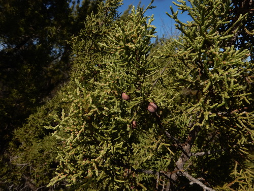 redberry juniper