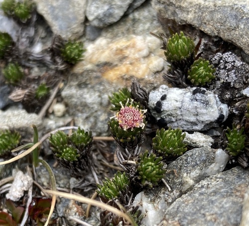 Goyens button daisy (Leptinella goyenii)