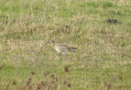 Eurasian Curlew