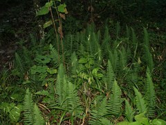 Polypodium plesiosorum
