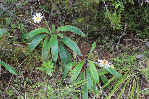 Celmisia traversii, photograph 4