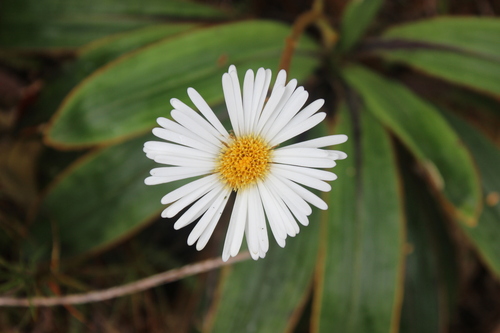 Celmisia traversii, photograph 5