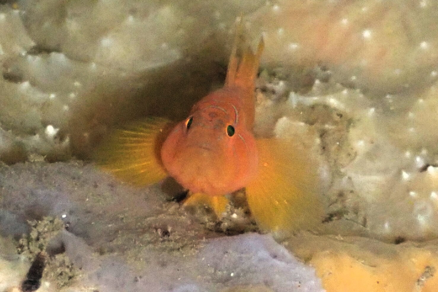 Threadfin Reefgoby photo 5