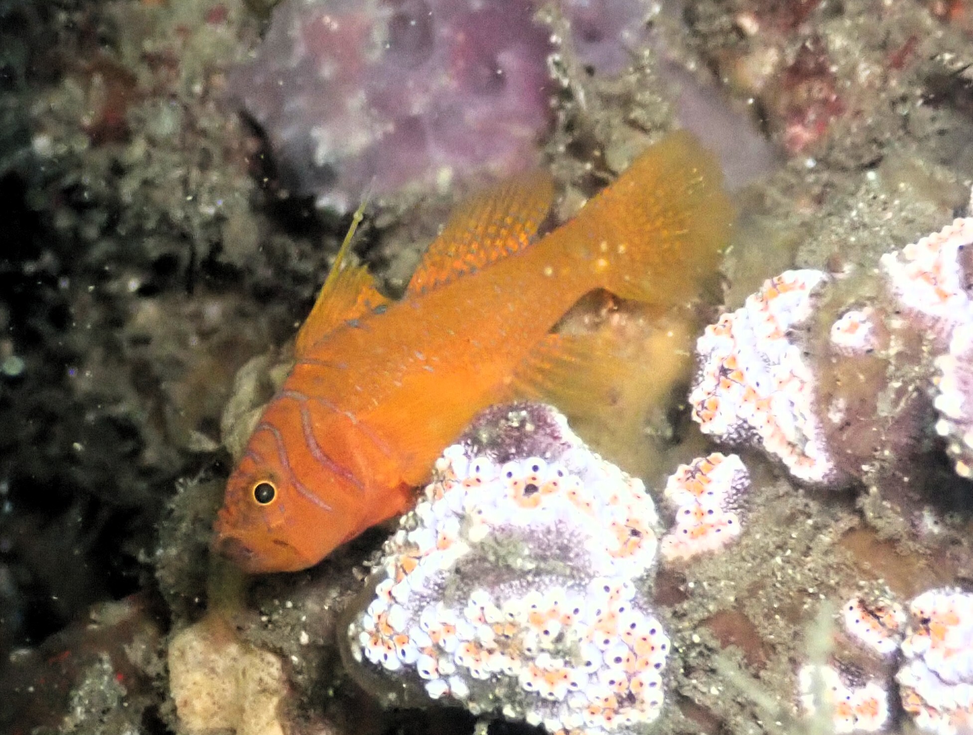 Threadfin Reefgoby photo 7