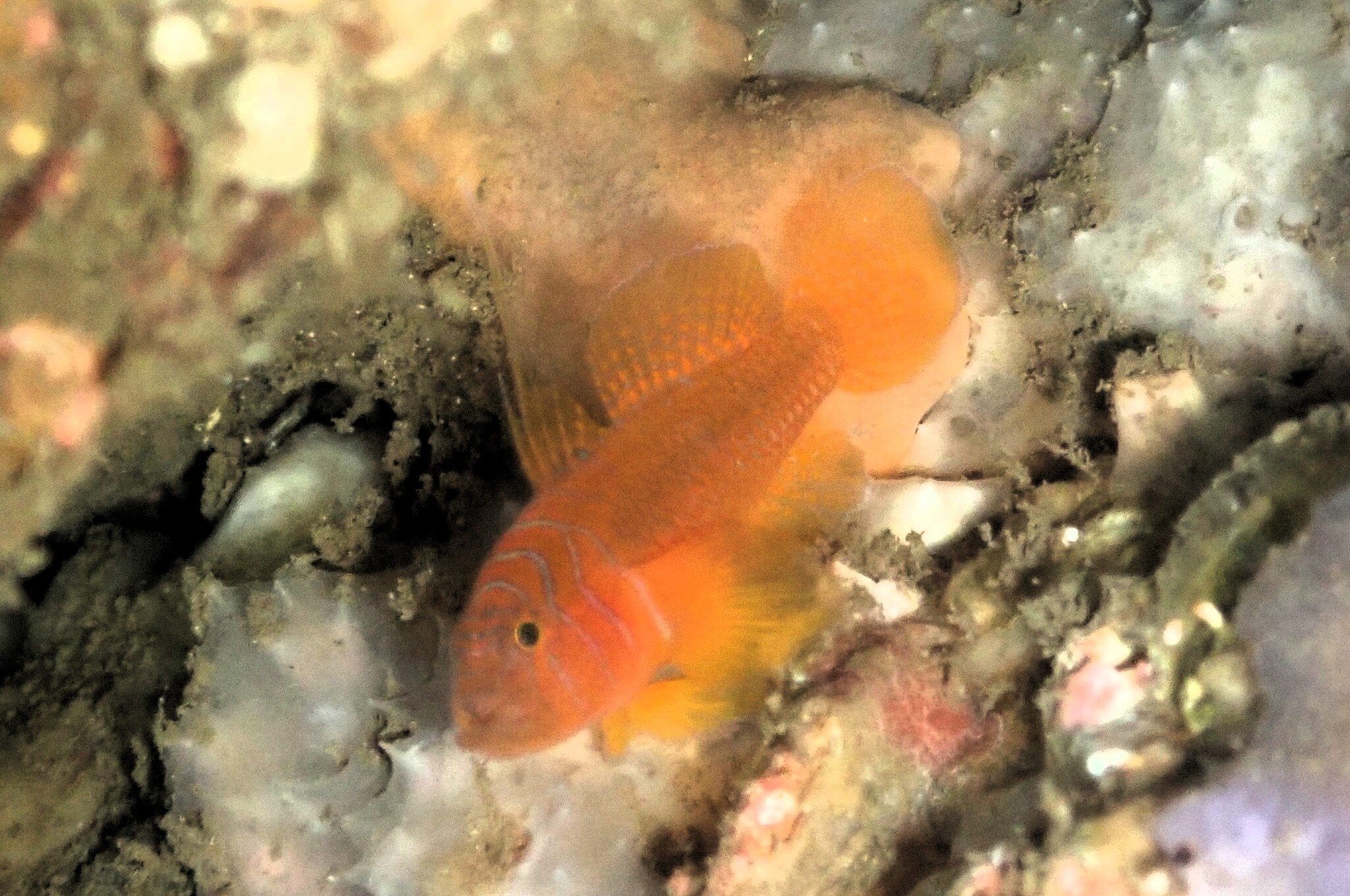 Threadfin Reefgoby photo 6