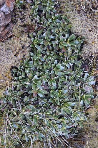 Celmisia hieraciifolia, photograph 5