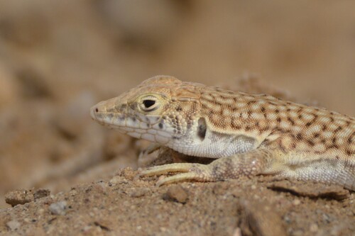 Nidua Fringe-fingered Lizard