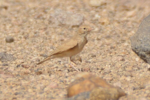 Dunn's Lark (Eremalauda dunni), photo 5