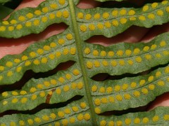 Polypodium plesiosorum