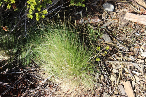 Sheep's Fescue (Festuca ovina)