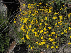Senecio cardaminifolius