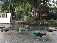 Pavo cristatus × muticus