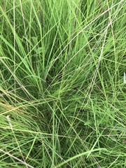 Digitaria monodactyla