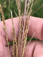 Digitaria monodactyla