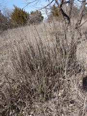 Baccharis texana