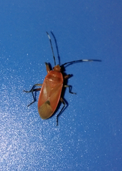 Physopelta sita