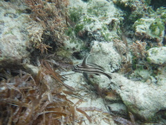 Pareques acuminatus
