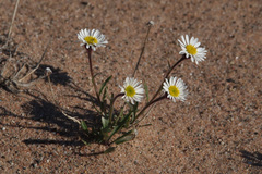 Erigeron silenifolius
