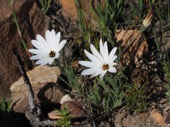 Dimorphotheca nudicaulis
