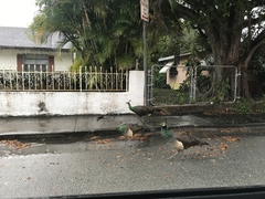 Pavo cristatus × muticus