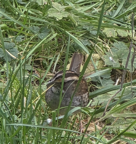 White-throated Sparrow photographed in Washington