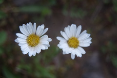 Erigeron silenifolius