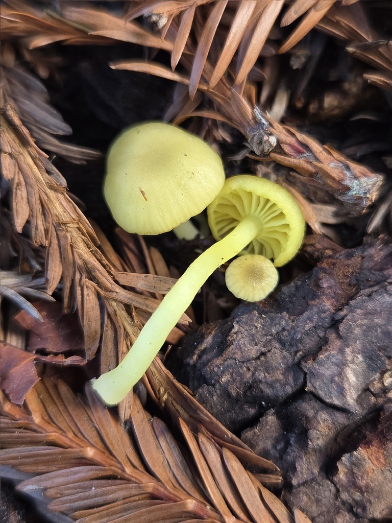 Chrysomphalina grossula
