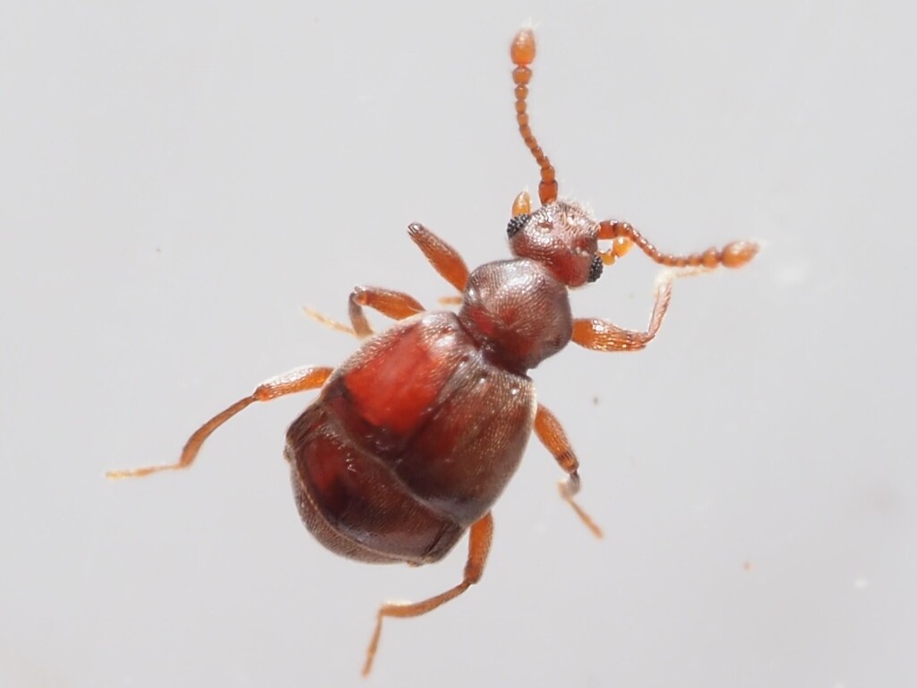 Brachyglutina