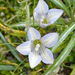 Wahlenbergia pygmaea drucei - Photo no rights reserved, uploaded by Peter de Lange