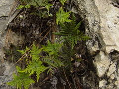 Notholaena sulphurea