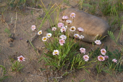 Erigeron silenifolius