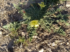 Oenothera primiveris