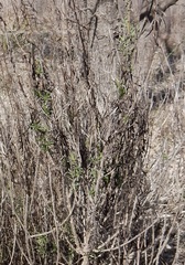 Baccharis texana