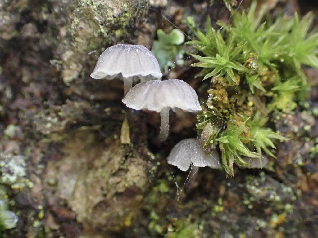 Mycena pseudocorticola · January 2026 · photo: © josscarr (iNaturalist, cc-by)