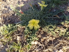 Oenothera primiveris