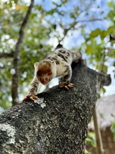 Spilocuscus papuensis