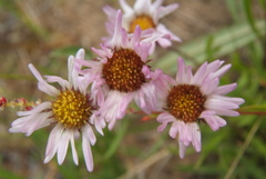 Erigeron silenifolius